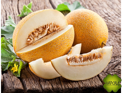 ДЫНЯ (СОРТА ДЛЯ ПОДМОСКОВЬЯ)