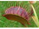 Dionaea muscipula Cropped tooth