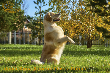 2 г 11 мес. Лора и золотая осень.