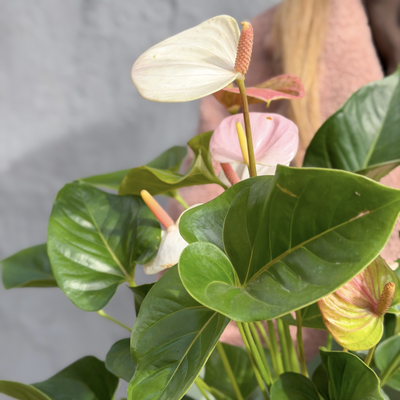 Антуриум горшечный