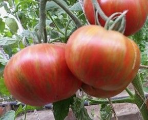 Томат Большой черный и красный кабан (Large Black and Red Boar)