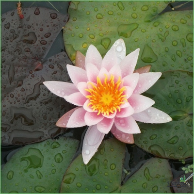 Нимфея Роуз Нимфа