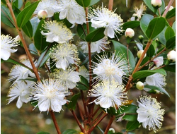 Мирт (Myrtus communis) красный, листья (5 мл) - 100% натуральное эфирное масло