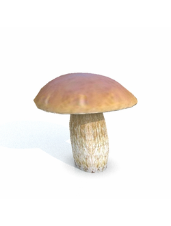 грибы Гриб белый 2