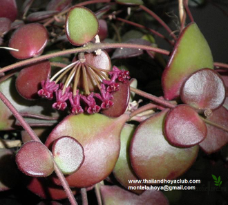 Hoya Carmelae NS 05-244