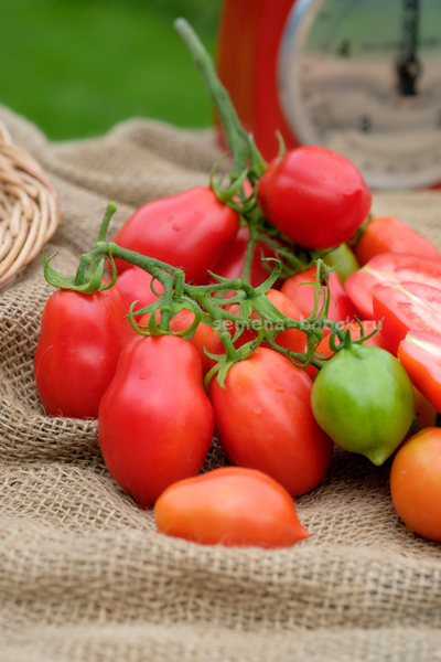 Томат Новинка Приднестровья, 10 шт