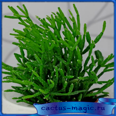 Rhipsalis cereuscula