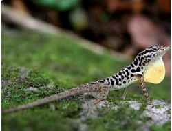 Анолис пятнистый (Anolis sabanus)