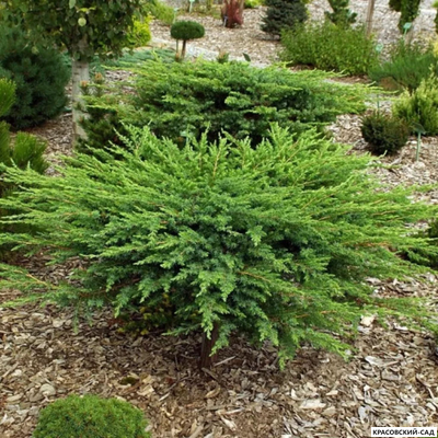 Можжевельник Шлягер - Schlager