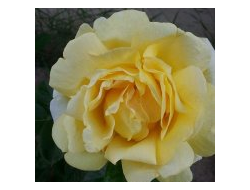 Микеланджело (Michelangelo), Meilland