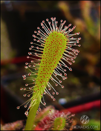 Drosera "Nidiformis"