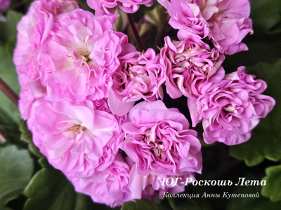 Пеларгония ЮГ-Роскошь Лета