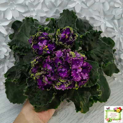 АВ-Гром и Молнии (Фиалковод) 2019 г.