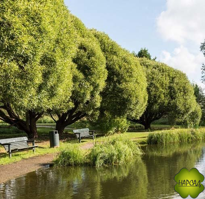 ИВА ЛОМКАЯ БУЛАТА