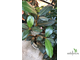 Ficus Velutina / Фикус Велюр