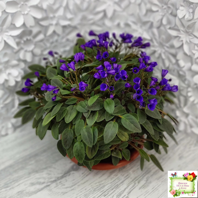 Vallarta Campanas Moradas (G.Beck) трейлер