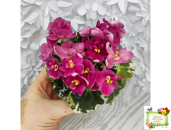 ЛЕ-Фруктовая Мармеладка (Е.Лебецкая) 2017 г. (лист укоренённый)