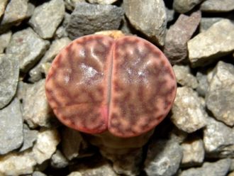 Lithops bromfieldii PV980 (Чехия) - 10 семян