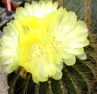 Eriocactus claviceps var. HU 500 (D=10-15mm)