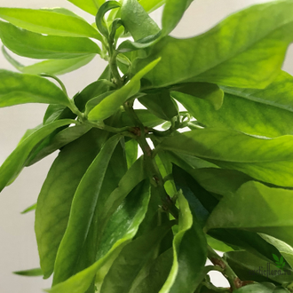 Мирт Боэтика