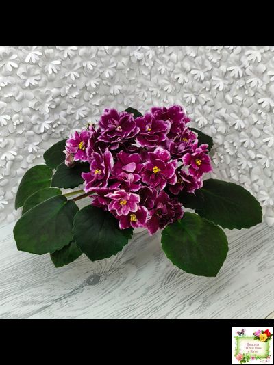 АВ-Последняя Любовь Самурая (Фиалковод) 2021 г. (лист посажен 19.01.26)