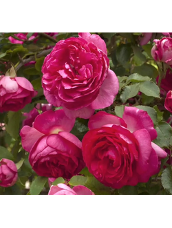 Цикламен Пьер де Ронсар (Cyclamen Pierre de Ronsard)
