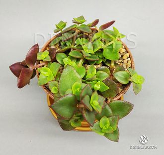 Crassula pellucida