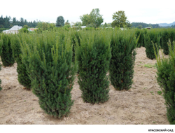 Тис средний Хиксии - Hicksii