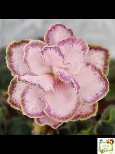 АВ-Капучино (Фиалковод) 2020 г. (лист укоренённый)