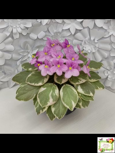 Rob's Lucky Ducky (R.Robinson) листовая химера (стартер сорт)