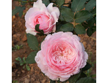 Роза Мисаки (Misaki)