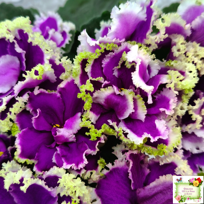 ЕК-Малахитовая Орхидея (Е. Коршунова) 2012 г.