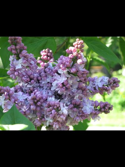 Великая Победа