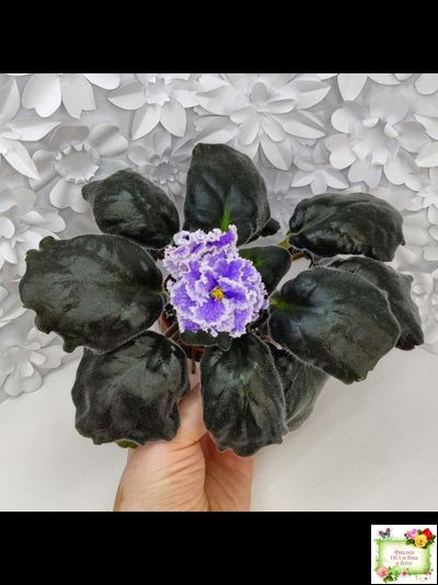 БР-Зимняя Метель (С. и Н. Буркацкие) 2021 г.