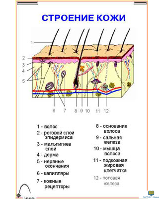 Рис 59 строение кожи. Рисунок строение кожи 8 класс биология. Строение кожи рис 71. Строение кожи схема 8 класс. Контрольная по биологии покровы тела