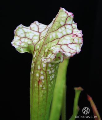 Sarracenia Leucophylla hybrid A