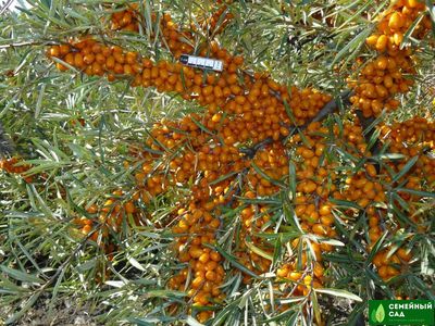 Облепиха "Злата"