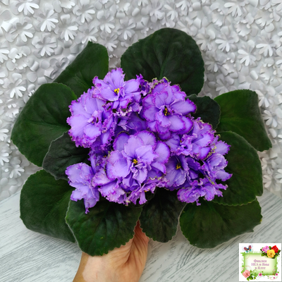 Blue Dragon (LLG/P.Sorano) (9516) 12/17/2005