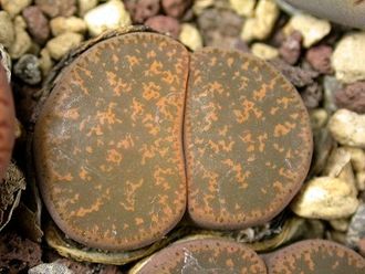 Lithops lesliei C007 (MG) - 10 семян