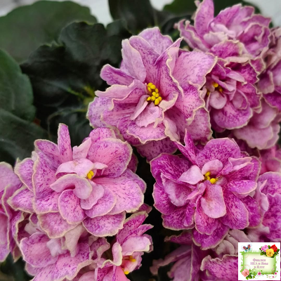 АВ-Шиповник (Фиалковод) 2021 г. (гёрл-листва)