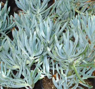 Senecio ficoides (Крестовник фикусовидный)