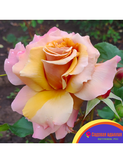 Меджик Момент (Magic Moment)