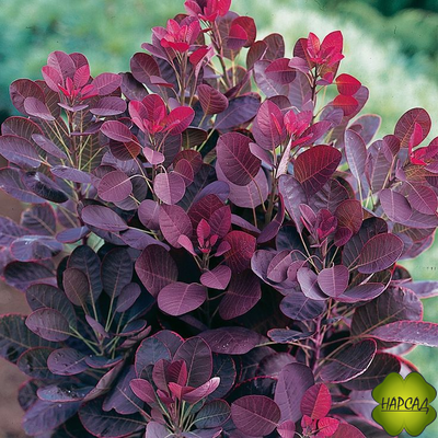 СКУМПИЯ "РОЯЛ ПЁРПЛ"