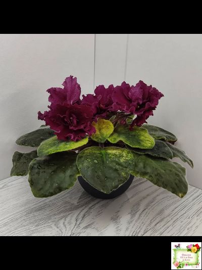 ЕК-Жара (Е. Коршунова) 2018 г.