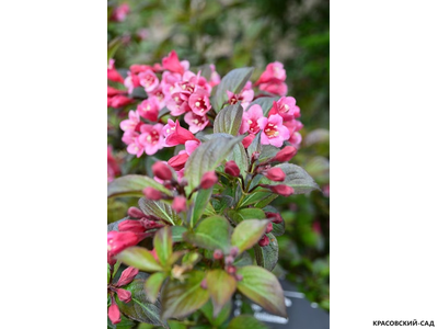 Вейгела цветущая Танго