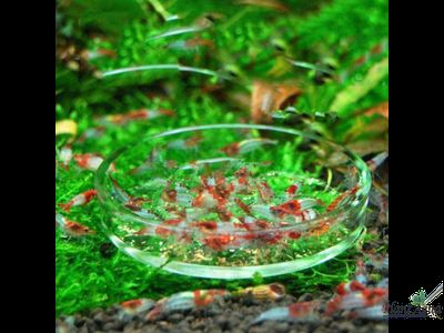 SwetAqua Shrimp Feeding - Кормушка для креветок стеклянная 60мм