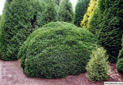 Туя Рекурвата - Recurvata