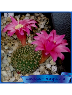 Rebutia chrysacantha