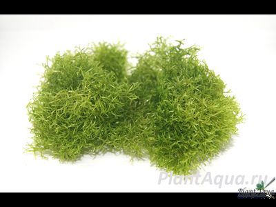 Риччия плавающая (Riccia fluitans)