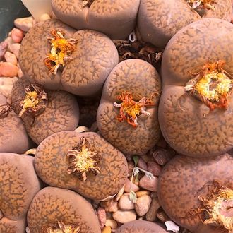 Lithops aucampiae C061 (MG) - 10 семян